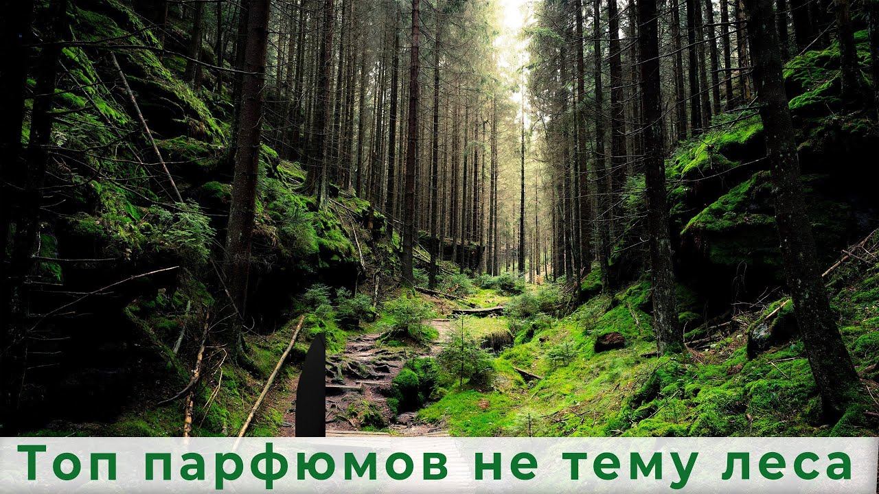 Топ парфюмов на тему леса