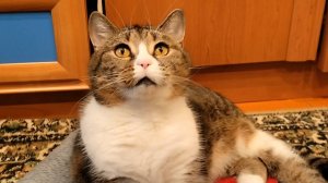 Играем с котом