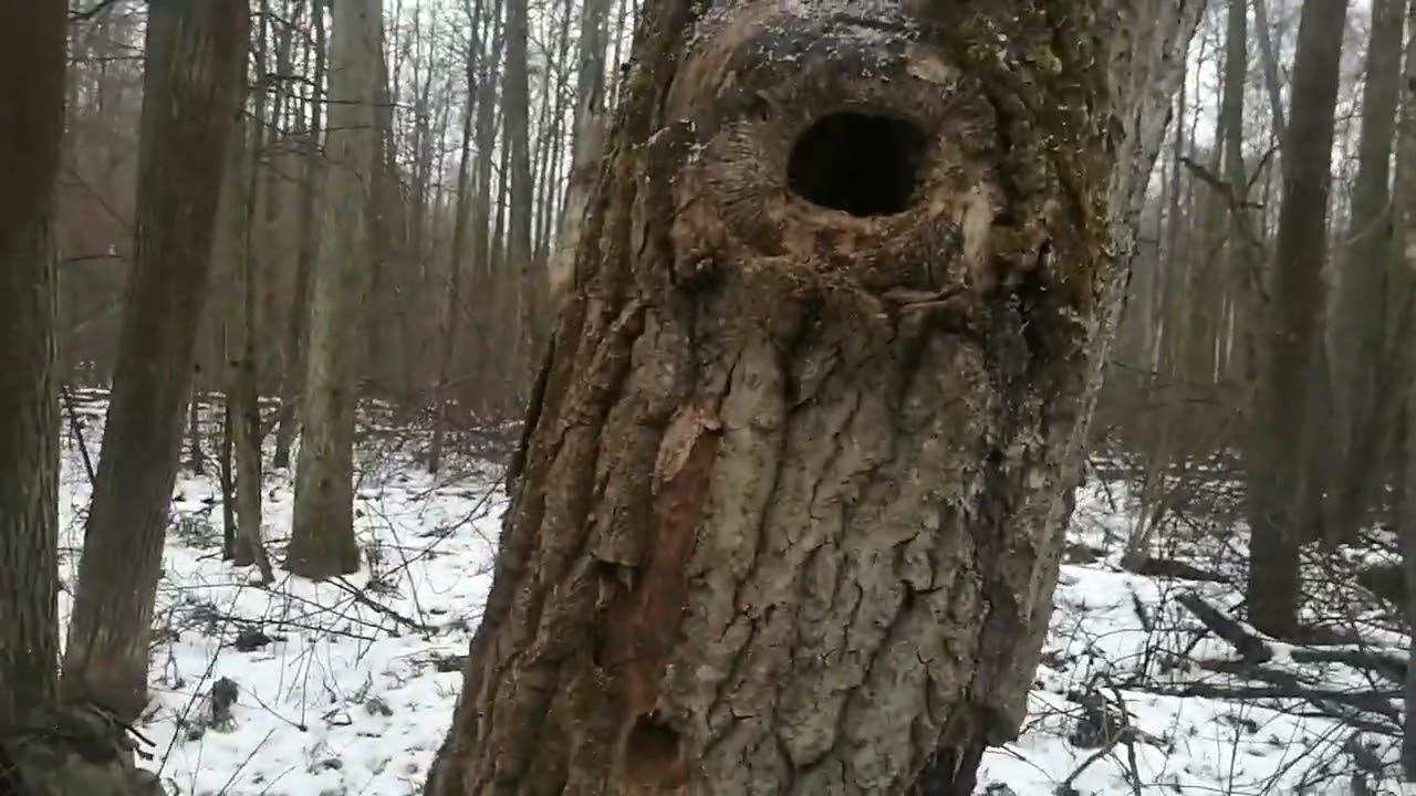 В дождик за куницей смотреть онлайн