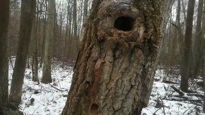 В дождик за куницей