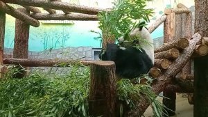 Московский зоопарк.Пандочка Катюша отмечает свой день рождения, 2 года! Красавица! Любимица !