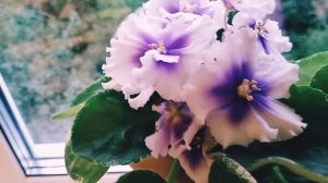 Фиалка ЛЕ Прозрачная лазурь