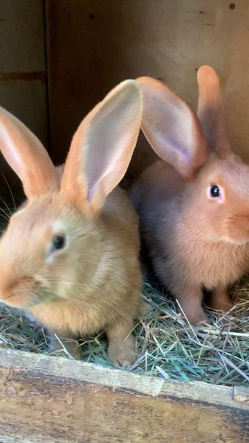 Крольчата Бургундцы 2 месяца смотреть онлайн