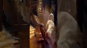 собаки краватные