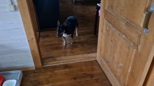 Моросит пол дня. Листок меднится. Собачки)))