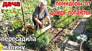 Дача.Обрезаем.Что то пересаживаем. И боремся с травой.Осень близко