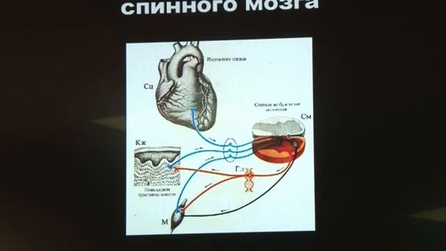 Оздоровление ДИАФРАГМ. Как устроено влияние органов на мышцы. Висцеро-моторн