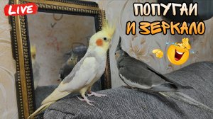 Попугаи корелла перед зеркалом