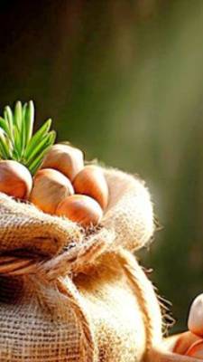 Ореховый Спас. Красивое поздравление с Ореховым Спасом