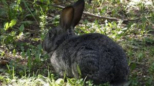 Новосибирский зоопарк