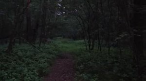 ЛЕСНАЯ ФИЛОСОФИЯ... ВЕДЬМИНА ИЗБА ИНГА ХОСРОЕВА