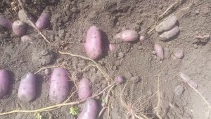 Картофель Цыганка. Старый проверенный сорт. 2025 год.