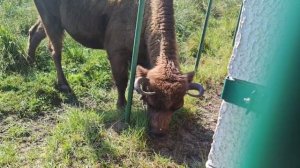 Зубр в Беловежской Пуще