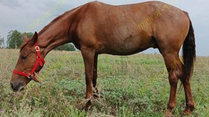 4955-1 Мерин в семью