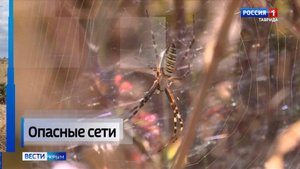 Жители Крыма все чаще сетуют на встречи с яркими и достаточно пугающими пауками, плетущими свои сети