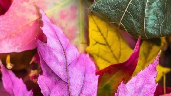 СЕНТЯБРЬ--ТЕЛЕЦ(астро)