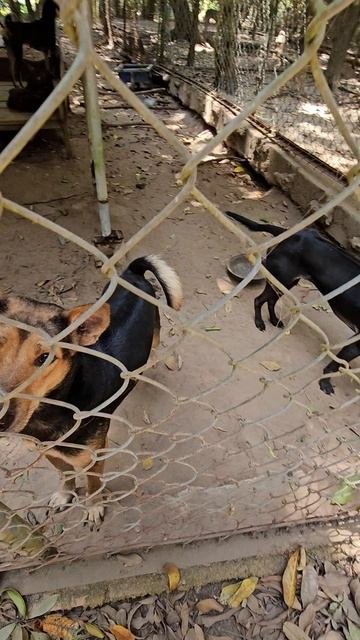 #shorts #вьетнам #фукуок Питомник собак риджбек