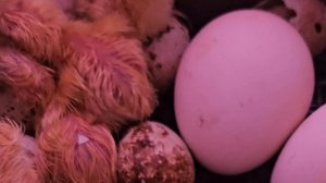 24.08.2025 г. Вылуп перепела Техасский белый бройлер.