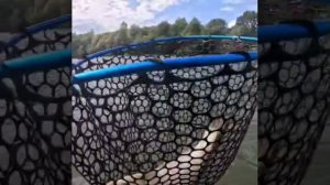 Новое удилище, испытания язем.23.08.2025.