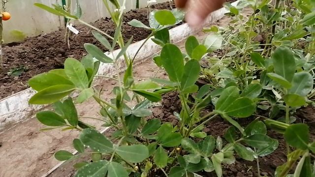Выращиваю арахис в теплице