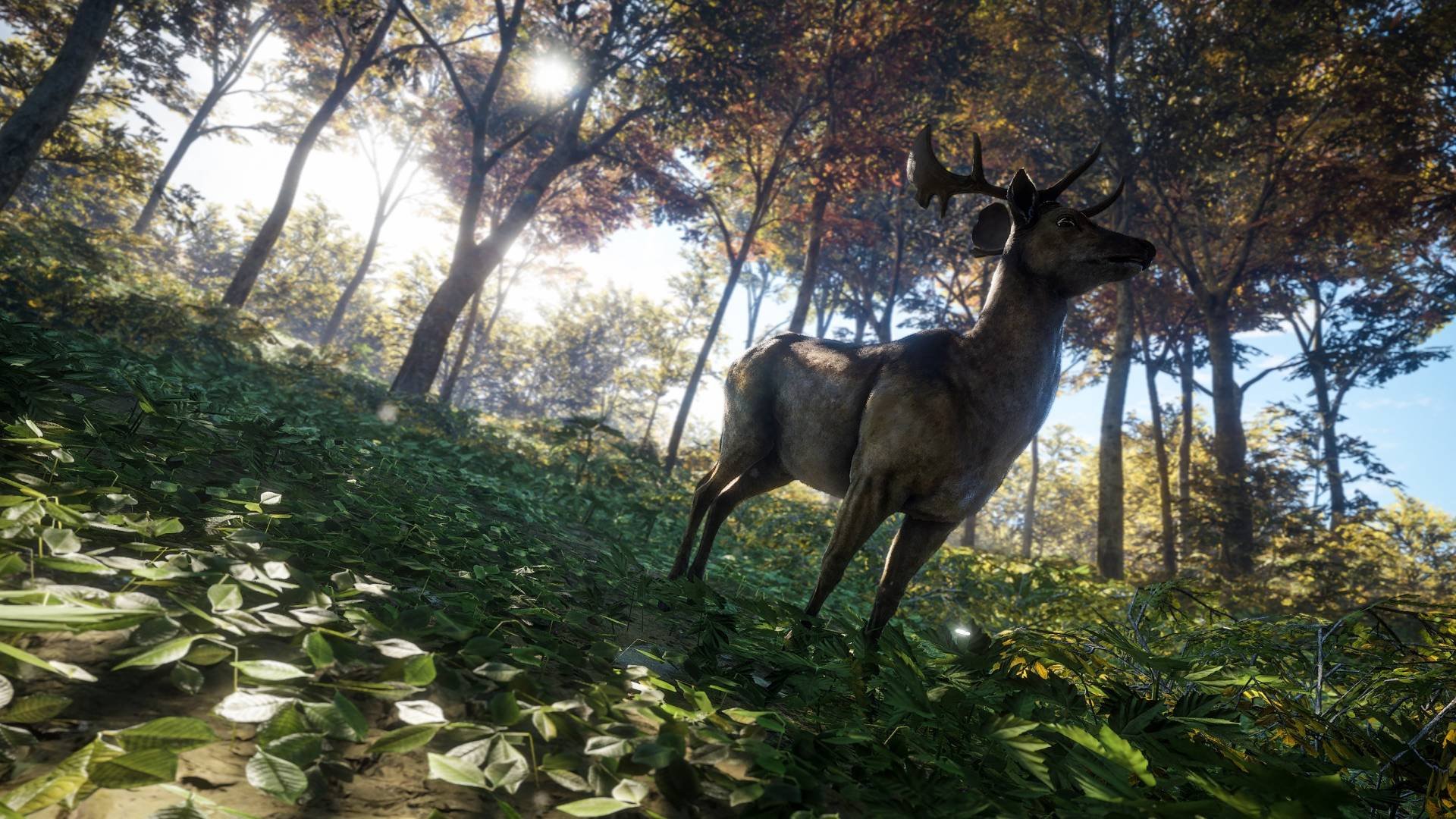 Way of the Hunter  Выбраковка оленя