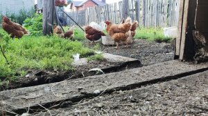 Анимал реалити Куры