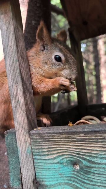 Все грызут кедряшки