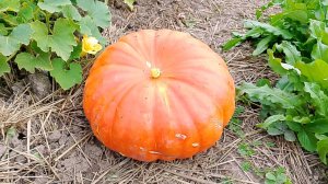 У НАС В ОГОРОДЕ ТЫКВА