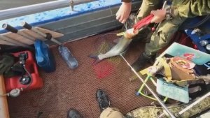 РЫБАЛКА НА АМУРЕ _ ПОЙМАЛИ ЖЕЛТОЩЁКА !