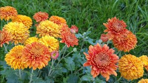 Очередное утро перед работой 🏡🪿🐈🐓🦆☀️