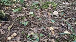 В лес по грибы