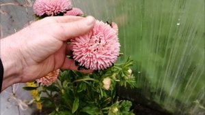 Для сбора семян пересаживаю астры в теплицу