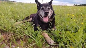 24.08.2025 Вечер. Мишка гуляет.