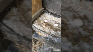 Животные.Сборник интересных моментов из жизни братьев меньших.Фильм2.Серия3 .mp4