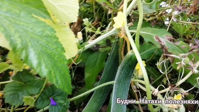 Ура дынька завязалась!