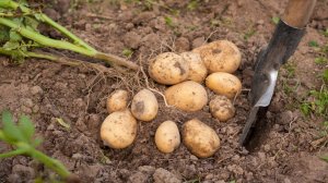 Pro картошку.