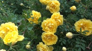 Возвращаются птицы.(песня из фильма Джура - охотник из Минархара)