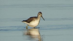 Большой Улит. Бёрдвотчинг, наблюдение птиц в Новгородской области, 24 августа 2025