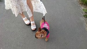 Купили французского бульдога