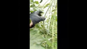 ТОМАТ ГРАЖДАНСКАЯ ВОЙНА КИМА - ОТЛИЧНЫЙ СОРТ КРУПНОПЛОДНЫХ ПОМИДОР