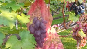 ПЕРЦОВЫЙ ЧЁРНЫЙ