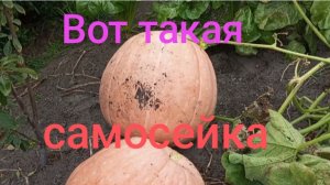 Не подъемная тыква самосейка . Картошку убрала, поймала момент. Близкородственные цыплята.