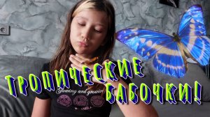 Выращиваем тропических бабочек!