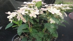 начало цветения гортензий июнь-июль 2025  часть 2