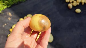 Урожай картофеля в 2025 году