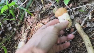 Грибалочка за подосиновиками в лес