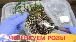 ЧЕРЕНКОВАНИЕ РОЗ / ИЮЛЬ АВГУСТ