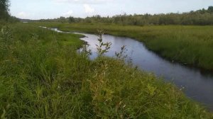 Немного бреда.