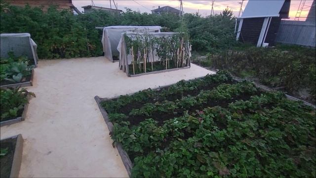 Облагородили огород. Вишневый сад не задался. Крыша над головой приобрела очертания. урожай2025