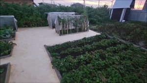 Облагородили огород. Вишневый сад не задался. Крыша над головой приобрела очертания. #урожай2025